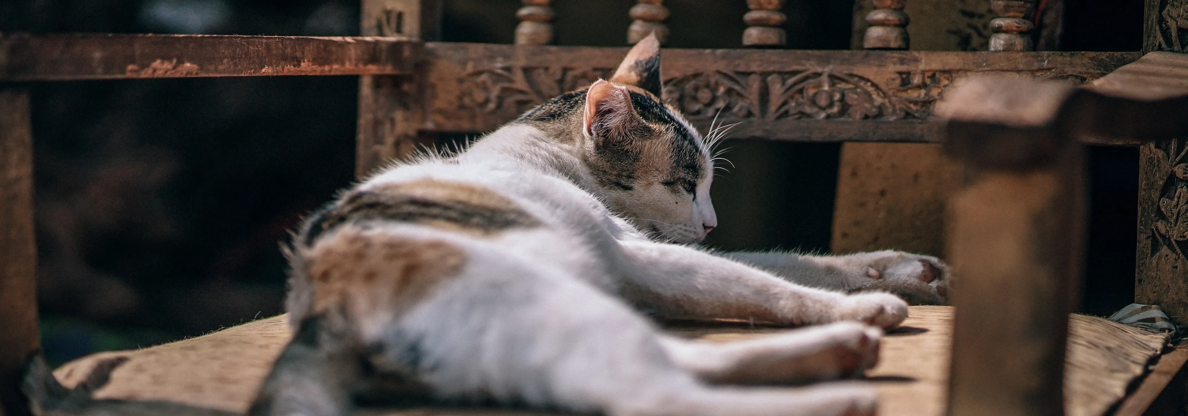 Eine schlafende Katze auf einem alten Holzstuhl