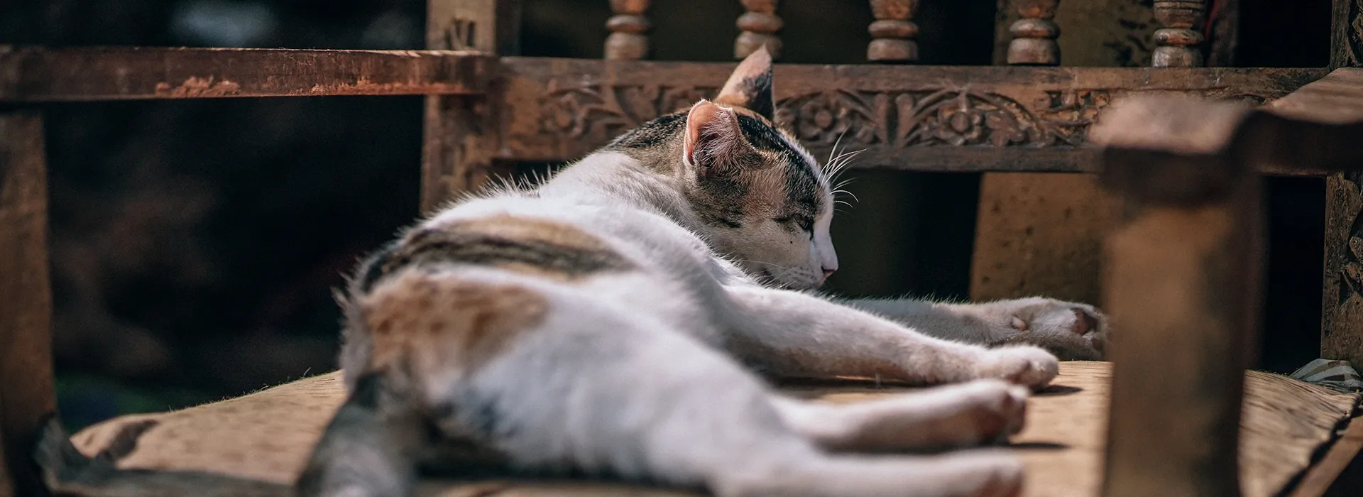 Eine schlafende Katze auf einem alten Holzstuhl