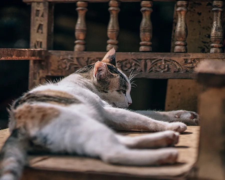 Eine schlafende Katze auf einem alten Holzstuhl